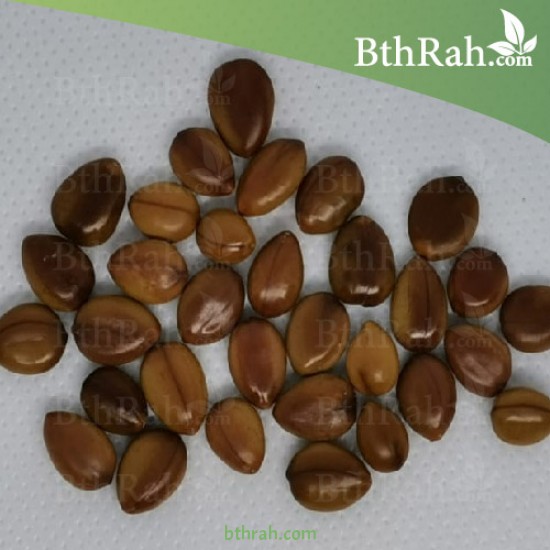 بذور شجرة كاسيا فستيولا(خيار شمبر) Cassia fistula بذور شجرة كاسيا فستيولا(خيار شمبر) Cassia fistula