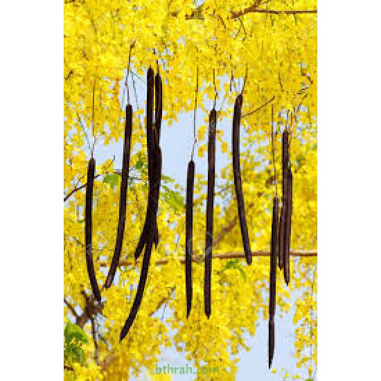 بذور شجرة كاسيا فستيولا(خيار شمبر) Cassia fistula بذور شجرة كاسيا فستيولا(خيار شمبر) Cassia fistula