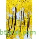 بذور شجرة كاسيا فستيولا(خيار شمبر) Cassia fistula بذور شجرة كاسيا فستيولا(خيار شمبر) Cassia fistula