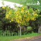 بذور شجرة كاسيا فستيولا(خيار شمبر) Cassia fistula
