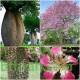 بذور شجرة الكوريزيا Chorisia speciosa