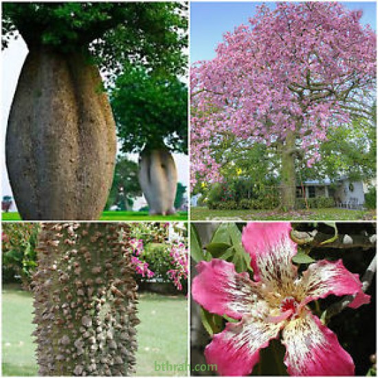 بذور شجرة الكوريزيا Chorisia speciosa