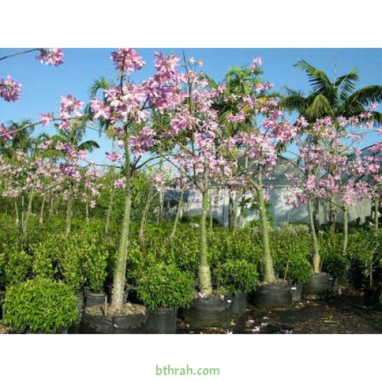 بذور شجرة الكوريزيا Chorisia speciosa بذور شجرة الكوريزيا Chorisia speciosa