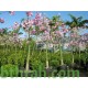 بذور شجرة الكوريزيا Chorisia speciosa بذور شجرة الكوريزيا Chorisia speciosa