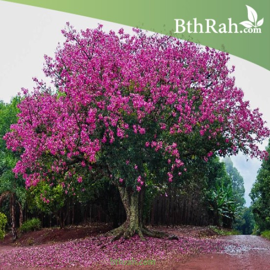 بذور شجرة الكوريزيا Chorisia speciosa بذور شجرة الكوريزيا Chorisia speciosa