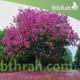 بذور شجرة الكوريزيا Chorisia speciosa