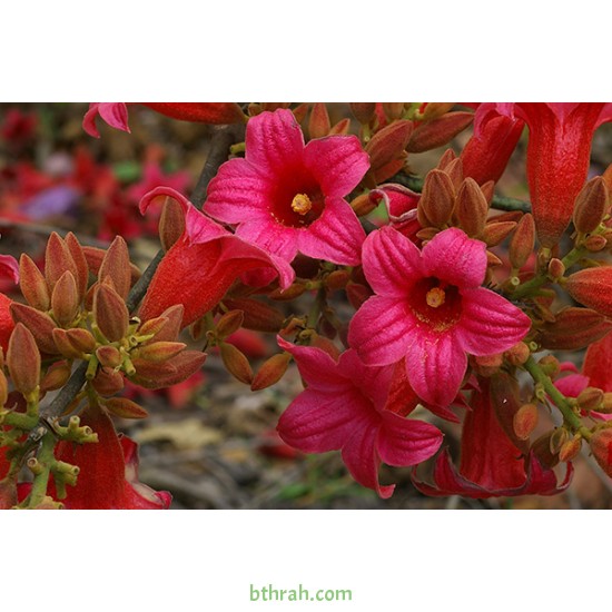 بذور شجرة استركوليا لوريدا - Brachychiton discolor بذور شجرة استركوليا لوريدا - Brachychiton discolor