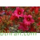 بذور شجرة استركوليا لوريدا - Brachychiton discolor بذور شجرة استركوليا لوريدا - Brachychiton discolor