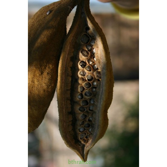 بذور شجرة استركوليا لوريدا - Brachychiton discolor بذور شجرة استركوليا لوريدا - Brachychiton discolor