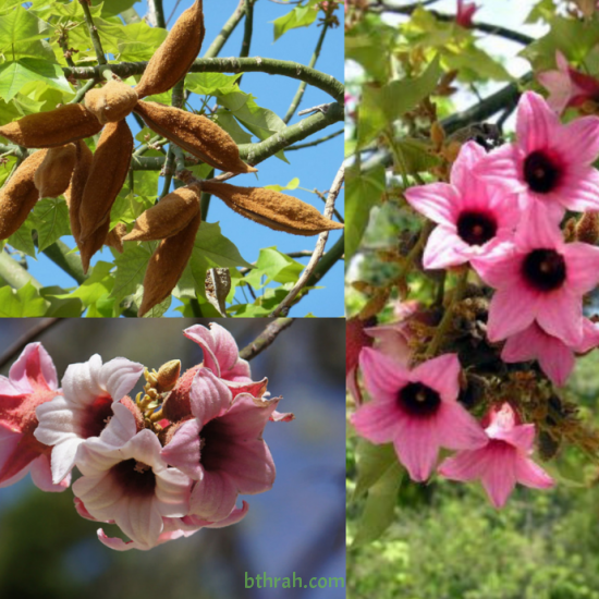 بذور شجرة استركوليا - Brachychiton discolor بذور شجرة استركوليا - Brachychiton discolor