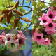 بذور شجرة استركوليا - Brachychiton discolor بذور شجرة استركوليا - Brachychiton discolor