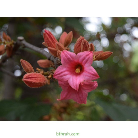 بذور شجرة استركوليا لوريدا - Brachychiton discolor بذور شجرة استركوليا لوريدا - Brachychiton discolor