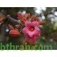 بذور شجرة استركوليا لوريدا - Brachychiton discolor بذور شجرة استركوليا لوريدا - Brachychiton discolor