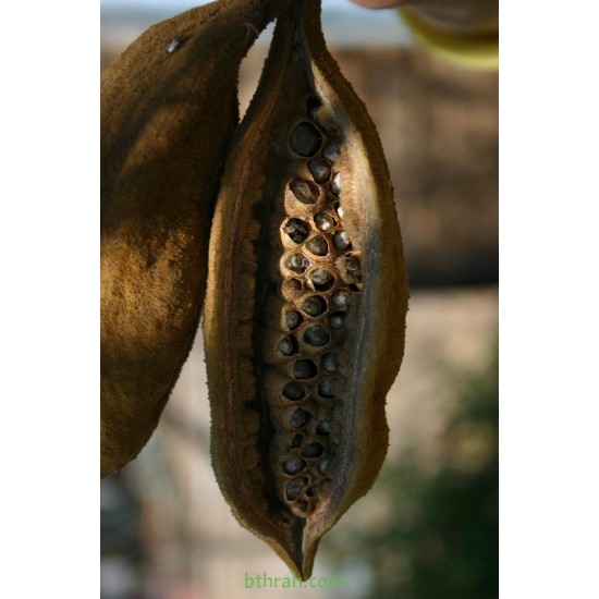بذور شجرة استركوليا لوريدا - Brachychiton discolor بذور شجرة استركوليا لوريدا - Brachychiton discolor