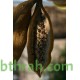 بذور شجرة استركوليا لوريدا - Brachychiton discolor بذور شجرة استركوليا لوريدا - Brachychiton discolor