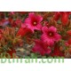 بذور شجرة استركوليا لوريدا - Brachychiton discolor بذور شجرة استركوليا لوريدا - Brachychiton discolor