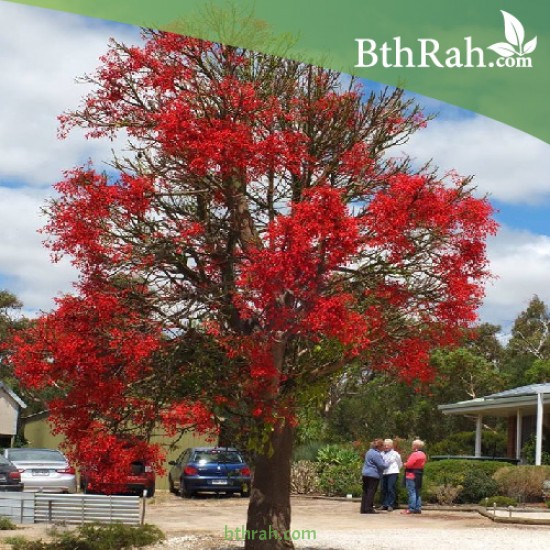 بذور شجرة استركوليا لوريدا - Brachychiton discolor بذور شجرة استركوليا لوريدا - Brachychiton discolor