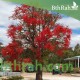 بذور شجرة استركوليا لوريدا - Brachychiton discolor بذور شجرة استركوليا لوريدا - Brachychiton discolor