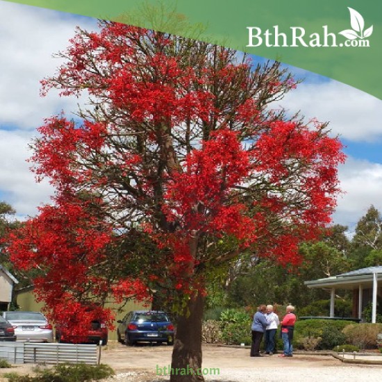بذور شجرة استركوليا لوريدا - Brachychiton discolor بذور شجرة استركوليا لوريدا - Brachychiton discolor