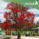 بذور شجرة استركوليا لوريدا - Brachychiton discolor بذور شجرة استركوليا لوريدا - Brachychiton discolor
