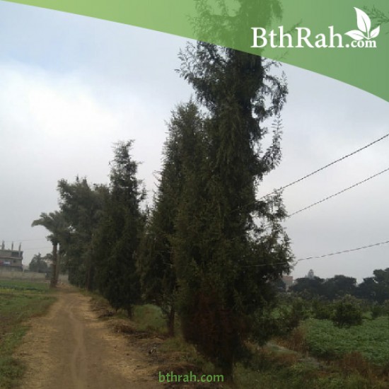 بذور السرو البلدي - Cupressus بذور السرو البلدي - Cupressus