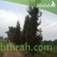 بذور السرو البلدي - Cupressus بذور السرو البلدي - Cupressus