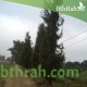 بذور السرو البلدي - Cupressus