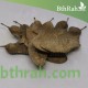 بذور شجرة ابو المكارم - Tipuana tipu بذور شجرة ابو المكارم - Tipuana tipu