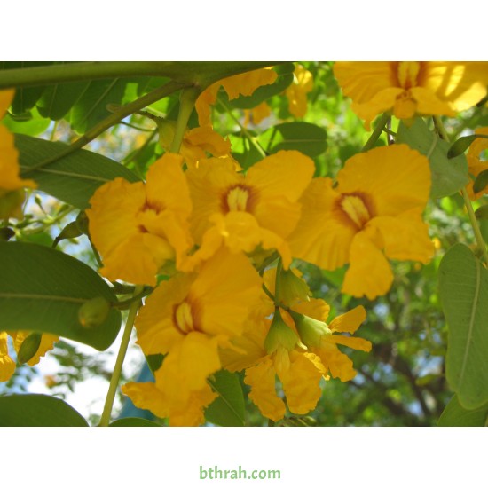 بذور شجرة الجاكراندا الصفراء تيبو - Tipuana tipu 