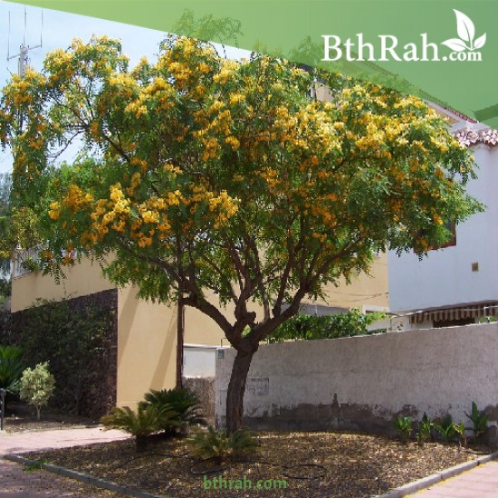 بذور شجرة الجاكراندا الصفراء تيبو - Tipuana tipu 