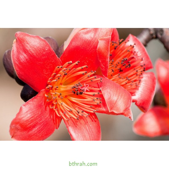 بذور شجرة البومباكس - Bombax ceiba بذور شجرة البومباكس - Bombax ceiba