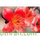 بذور شجرة البومباكس - Bombax ceiba بذور شجرة البومباكس - Bombax ceiba