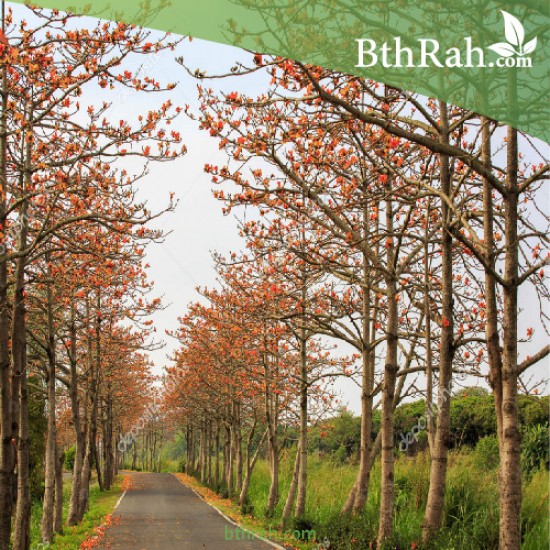 بذور شجرة البومباكس - Bombax ceiba بذور شجرة البومباكس - Bombax ceiba