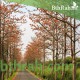 بذور شجرة البومباكس - Bombax ceiba بذور شجرة البومباكس - Bombax ceiba