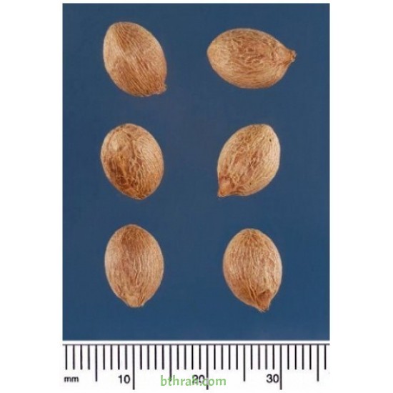 بذور نخيل ملوكي - Roystonea regia بذور نخيل ملوكي - Roystonea regia