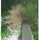 بذور نخيل ملوكي - Roystonea regia بذور نخيل ملوكي - Roystonea regia