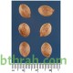 بذور نخيل ملوكي - Roystonea regia بذور نخيل ملوكي - Roystonea regia