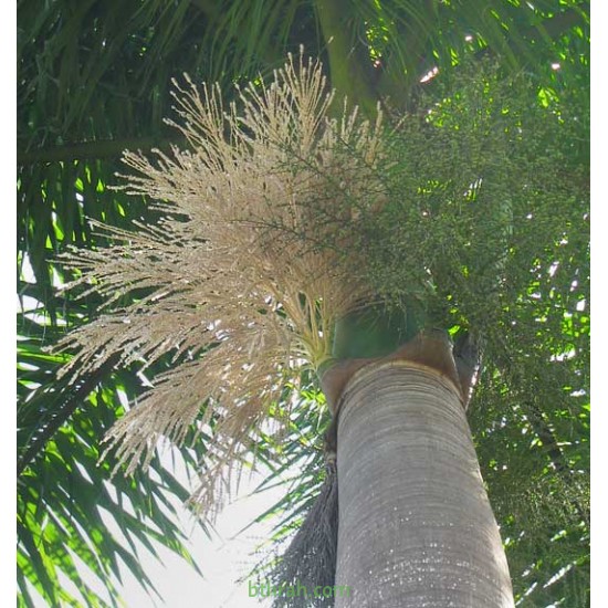 بذور نخيل ملوكي - Roystonea regia بذور نخيل ملوكي - Roystonea regia