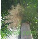 بذور نخيل ملوكي - Roystonea regia بذور نخيل ملوكي - Roystonea regia