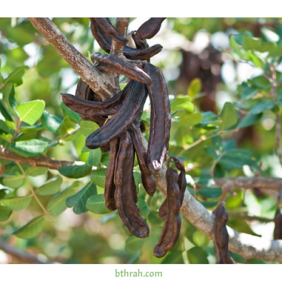 بذور الخروب - Ceratonia siliqua