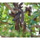 بذور الخروب - Ceratonia siliqua بذور الخروب - Ceratonia siliqua