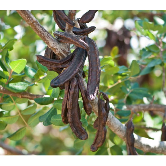 بذور الخروب - Ceratonia siliqua بذور الخروب - Ceratonia siliqua