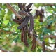 بذور الخروب - Ceratonia siliqua بذور الخروب - Ceratonia siliqua