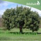 بذور الخروب - Ceratonia siliqua بذور الخروب - Ceratonia siliqua