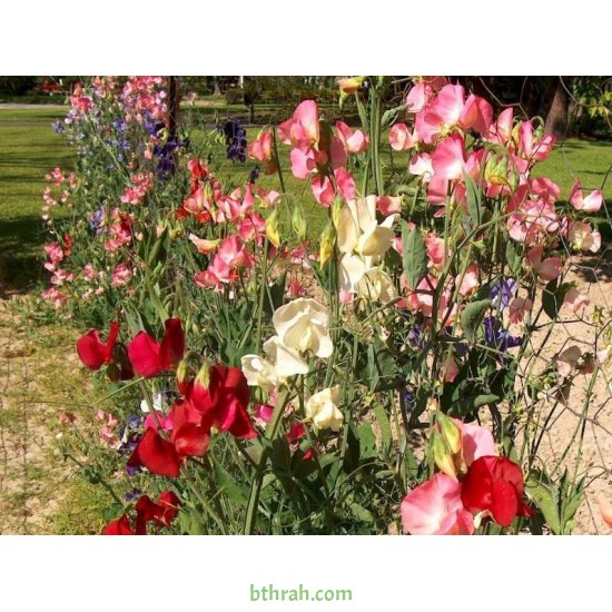 بذور زهرة بسلة الزهور Lathyrus odoratus