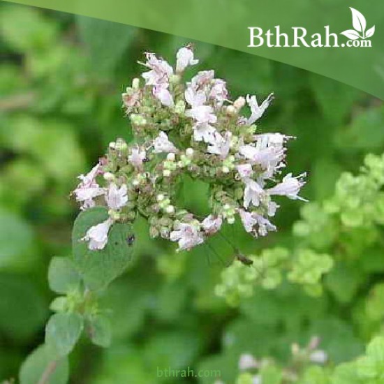 بذور نبتة البردقوش - Origanum majorana بذور نبتة البردقوش - Origanum majorana