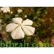 بذور زهور البفتة - Vinca Rosea بذور زهور البفتة - Vinca Rosea