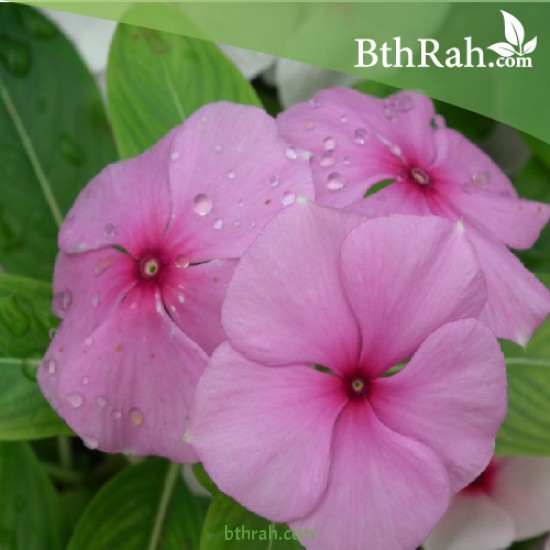 بذور زهور البفتة - Vinca Rosea بذور زهور البفتة - Vinca Rosea