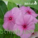 بذور زهور البفتة - Vinca Rosea بذور زهور البفتة - Vinca Rosea