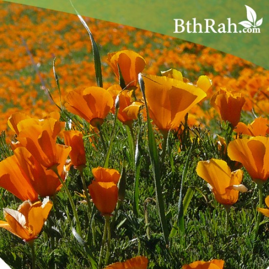 بذور زهرة كاليفورنيا ( Eschscholzia californica ) بذور زهرة كاليفورنيا ( Eschscholzia californica )